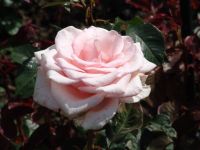 Flowers - Butchart Gardens (British Columbia, Canada)