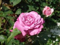 Flowers - Butchart Gardens (British Columbia, Canada)