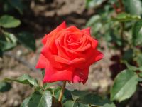 Flowers - Butchart Gardens (British Columbia, Canada)