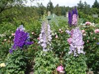 Flowers - Butchart Gardens (British Columbia, Canada)