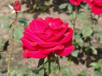 Flowers - Butchart Gardens (British Columbia, Canada)