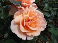 Flowers - Butchart Gardens (British Columbia, Canada)