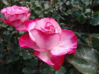 Flowers - Butchart Gardens (British Columbia, Canada)