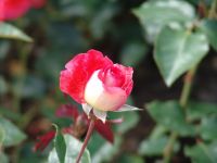 Flowers - Butchart Gardens (British Columbia, Canada)