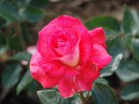 Flowers - Butchart Gardens (British Columbia, Canada)
