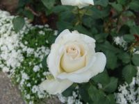 Flowers - Butchart Gardens (British Columbia, Canada)