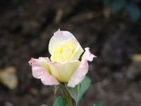 Flowers - Butchart Gardens (British Columbia, Canada)