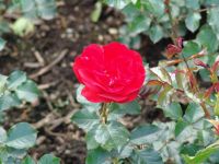 Flowers - Butchart Gardens (British Columbia, Canada)