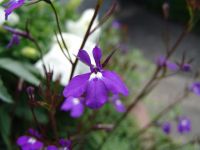 Flowers - Butchart Gardens (British Columbia, Canada)