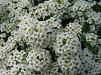 Flowers - Butchart Gardens (British Columbia, Canada)