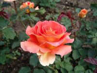 Flowers - Butchart Gardens (British Columbia, Canada)
