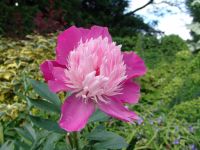 Flowers - Butchart Gardens (British Columbia, Canada)
