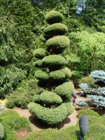Japanese garden - Butchart Gardens (British Columbia, Canada)