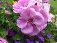Flowers - Butchart Gardens (British Columbia, Canada)