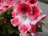 Flowers - Butchart Gardens (British Columbia, Canada)