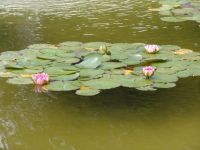 Water lilies - Butchart Gardens (British Columbia, Canada)