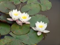 Water lilies - Butchart Gardens (British Columbia, Canada)