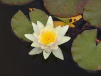 Water lilies - Butchart Gardens (British Columbia, Canada)
