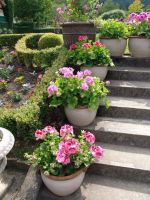 Flowers - Butchart Gardens (British Columbia, Canada)