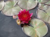 Water lilies - Butchart Gardens (British Columbia, Canada)