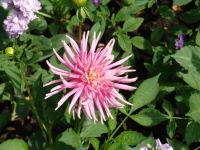 Flowers - Butchart Gardens (British Columbia, Canada)