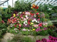 Flowers - Butchart Gardens (British Columbia, Canada)