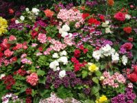 Flowers - Butchart Gardens (British Columbia, Canada)