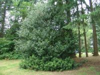 Holly tree - Westwood Lake (British Columbia, Canada)