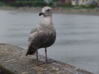 Seagull - North Vancouver (British Columbia, Canada)