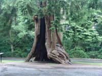 Hollow tree - Stanley Park (British Columbia, Canada)