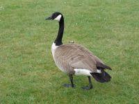 Canada goose - Stanley Park (British Columbia, Canada)