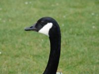 Canada goose - Stanley Park (British Columbia, Canada)