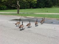 Canada geese - Stanley Park (British Columbia, Canada)
