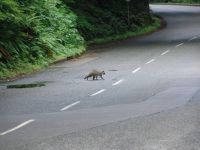 Racoon - Stanley Park (British Columbia, Canada)
