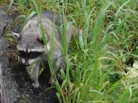 Racoon - Stanley Park (British Columbia, Canada)