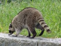 Racoon - Stanley Park (British Columbia, Canada)