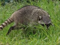 Racoon - Stanley Park (British Columbia, Canada)