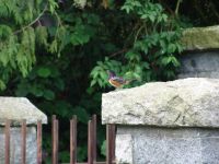 Bird - Stanley Park (British Columbia, Canada)