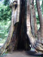 Hollow tree - Stanley Park (British Columbia, Canada)