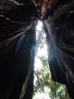 Inside the hollow tree - Stanley Park (British Columbia, Canada)