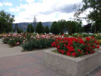 Rose gardens - Kelowna (British Columbia, Canada)