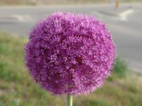 Flower - Route 97 south (British Columbia, Canada)