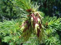 Pine cones - Route 20 west (Washington, USA)