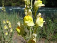 Flowers - Tieton River (Washington, USA)