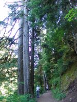 Forest - Mt Rainier National Park (Washington, USA)