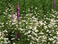 Flowers - Route 12 west near Morton (Washington, USA)