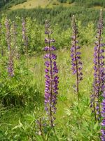 Flowers - Forest Learning Centre (Washington, USA)
