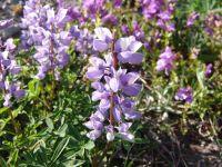 Flowers - Mount St Helens National Volcanic Monument (Washington, USA)
