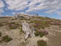 Shattered tree stumps - Mount St Helens National Volcanic Monument (Washington, USA)