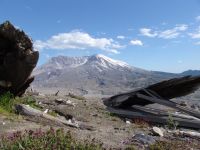 Mt St Helens and shattered stumps - Mount St Helens National Volcanic Monument (Washington, USA)